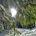 snow and trees along trail