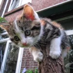 kitten lonely at top