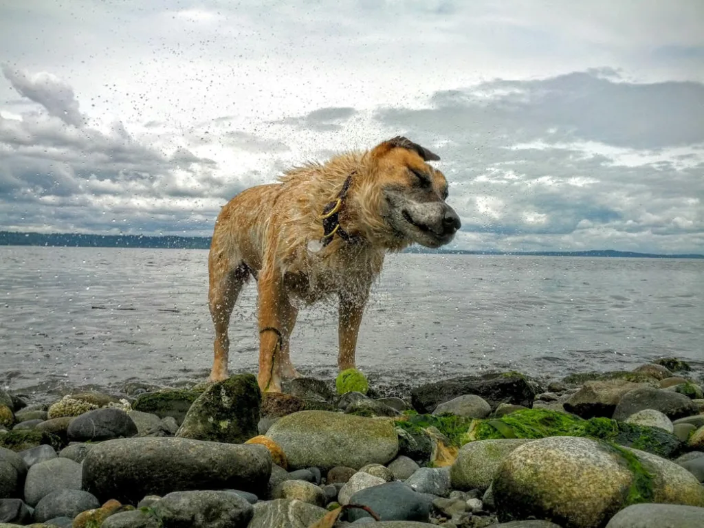 dog shaking off the water