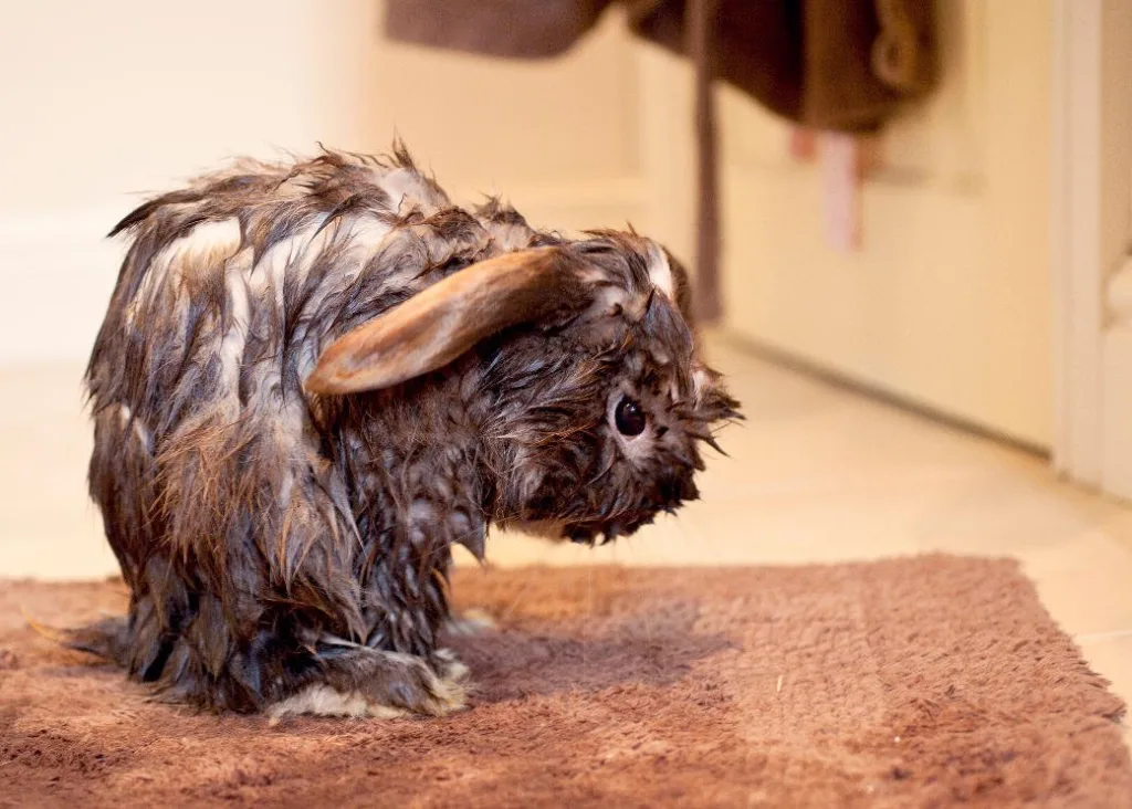 wet rabbit