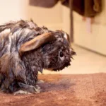 wet rabbit
