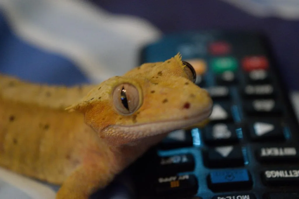 gecko with television remote control