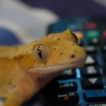 gecko with television remote control