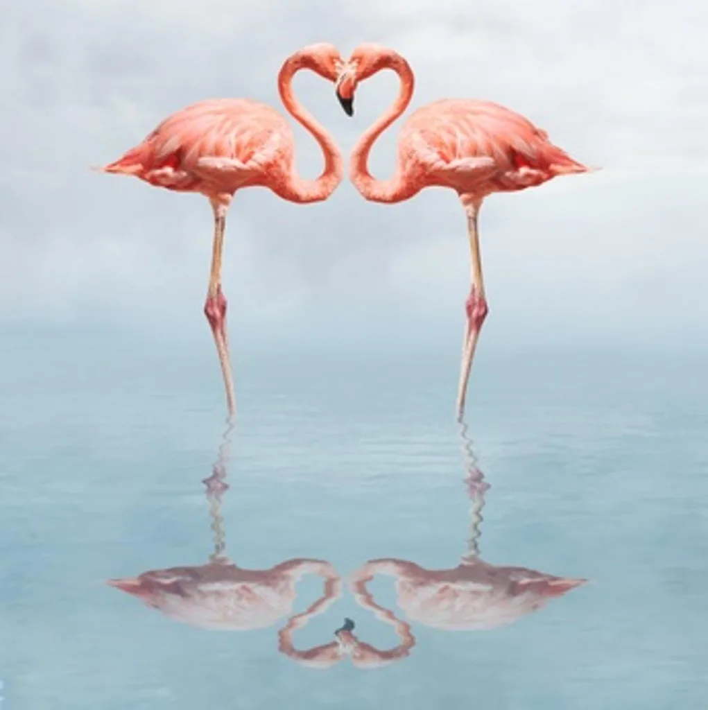flamingo heart