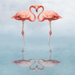 flamingo heart