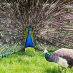 sexual signaling peacock