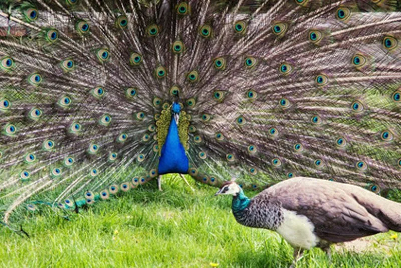 sexual signaling peacock