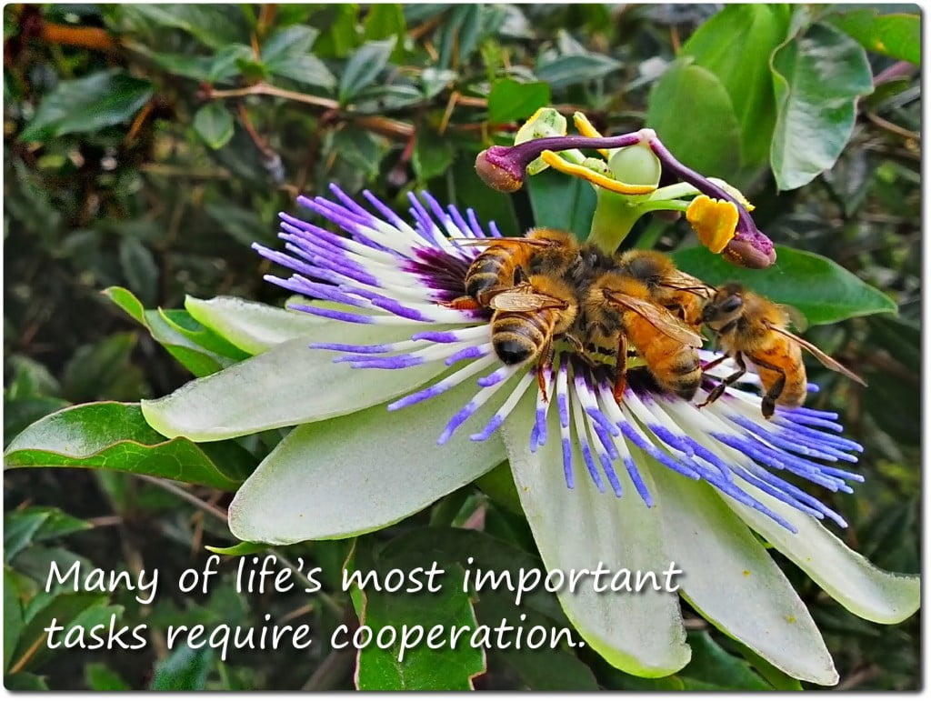 Cooperation bees mandala on passion flower