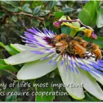 Cooperation bees mandala on passion flower