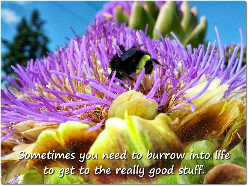 Burrow Into Life (a bee in an artichoke flower)