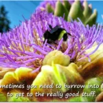 Burrow Into Life (a bee in an artichoke flower)