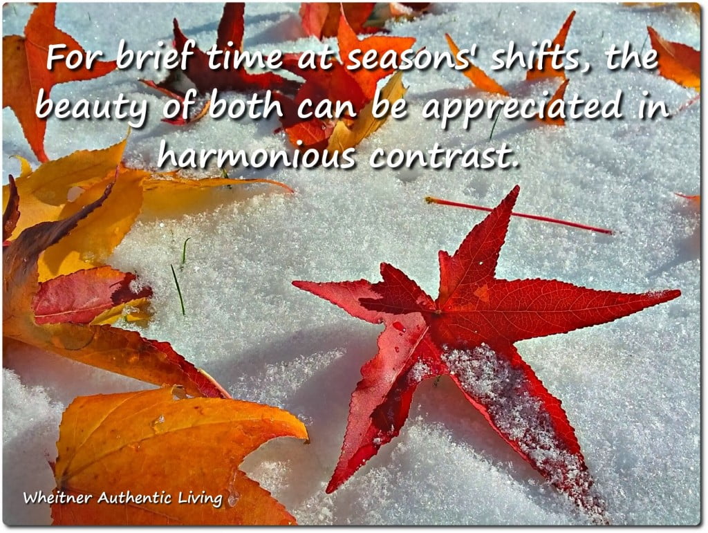 seasons shifts, seeking beauty in contrast of life transitions (leaves in snow)