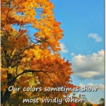 sun low in the sky, shining on autumn leaves