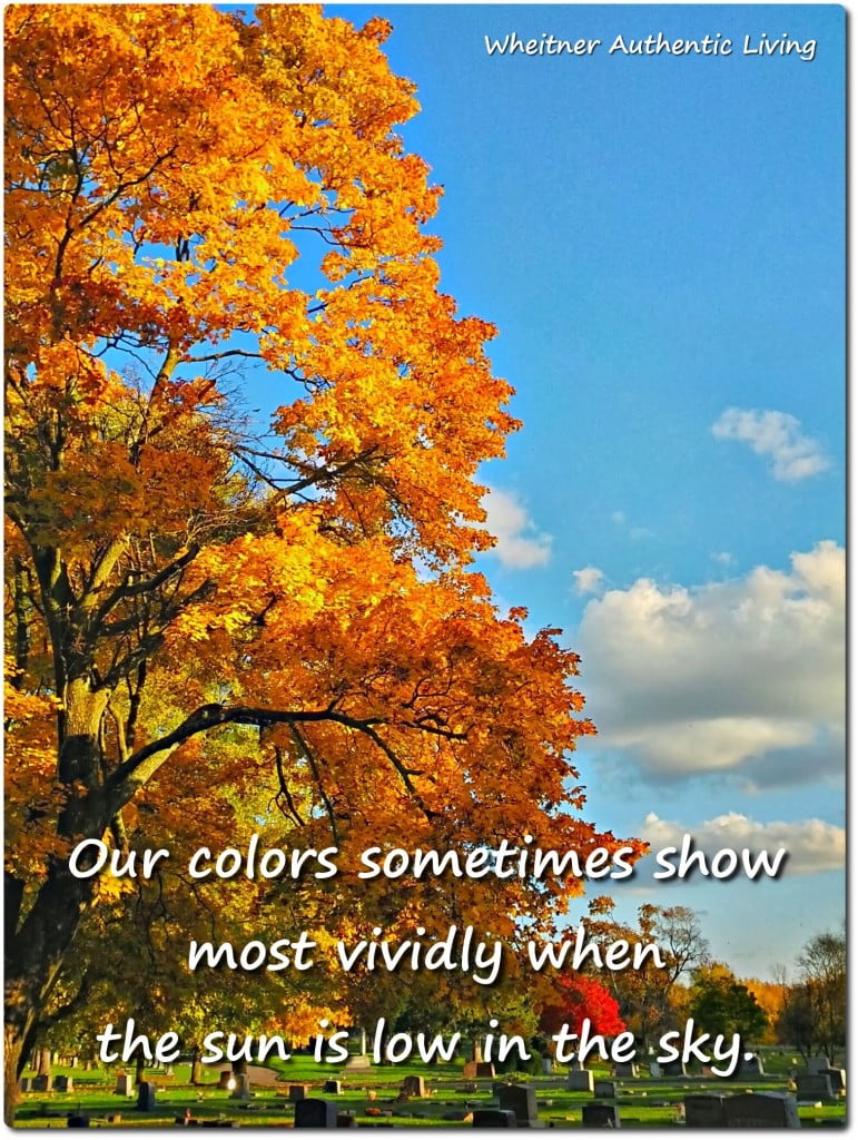 sun low in the sky, shining on autumn leaves