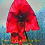 Amaryllis in rainy window--life's beautiful moments