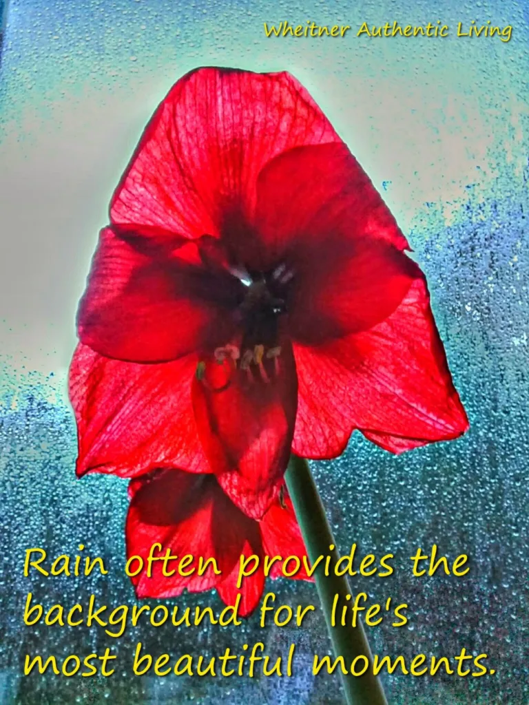 Amaryllis in rainy window--life's beautiful moments