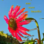 harsh elements can produce beauty