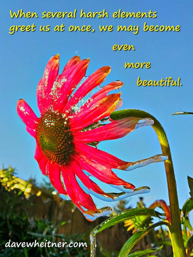 harsh elements can produce beauty