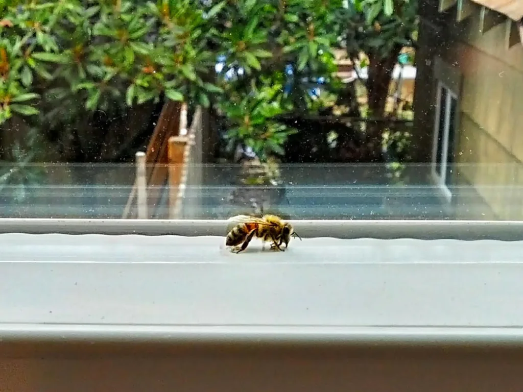 bee trapped inside window