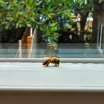 bee trapped inside window